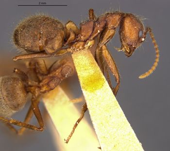 Media type: image;   Entomology 21189 Aspect: habitus lateral view
